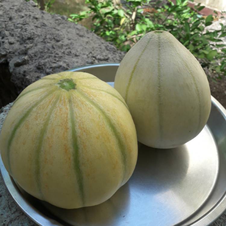 Plant image Cucumis melo var. cantalupensis 'Pepito'