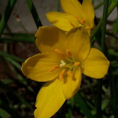 Yellow Rain Lily