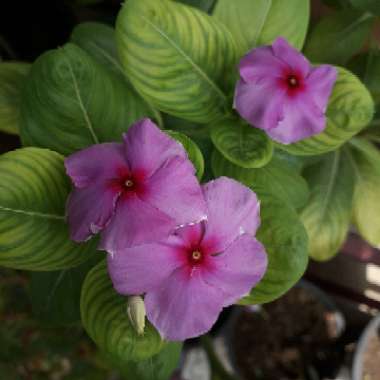 Madagascar Periwinkle