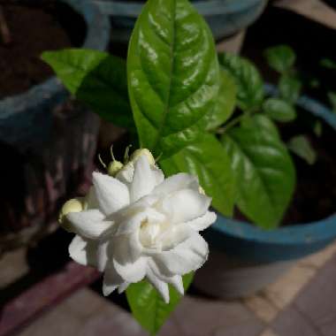 Arabian Jasmine 'Grand Duke of Tuscany'