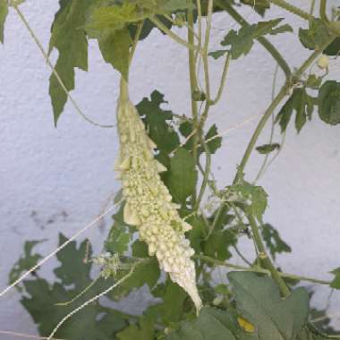 White Bitter Gourd