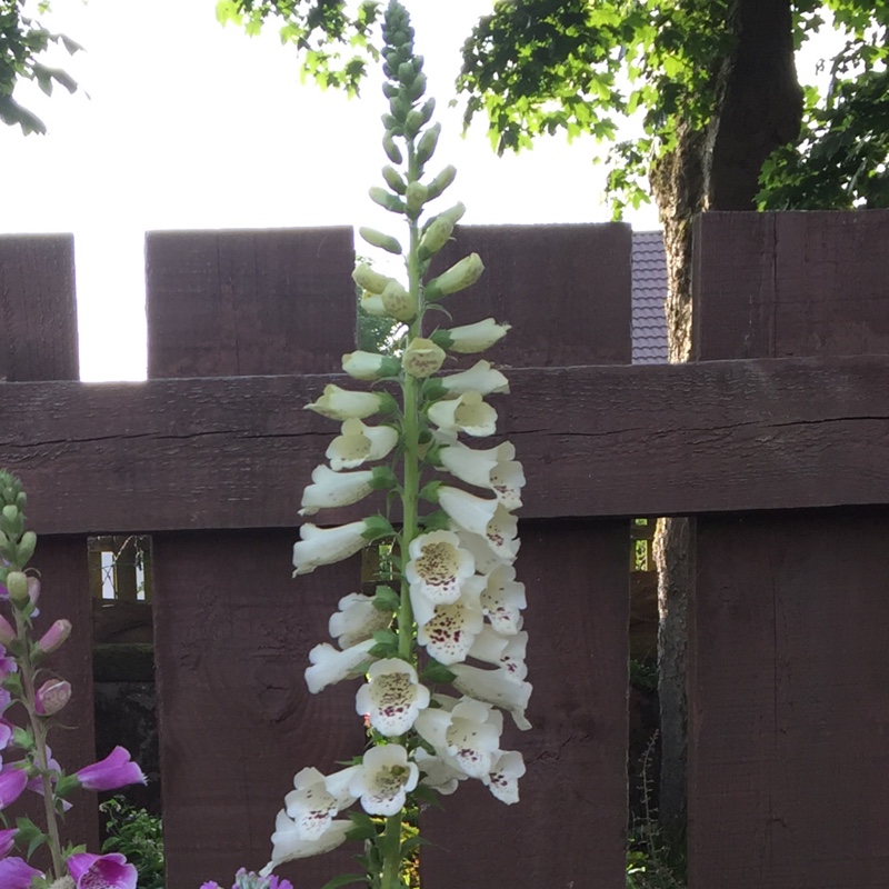 Digitalis purpurea 'Dalmatian Cream'