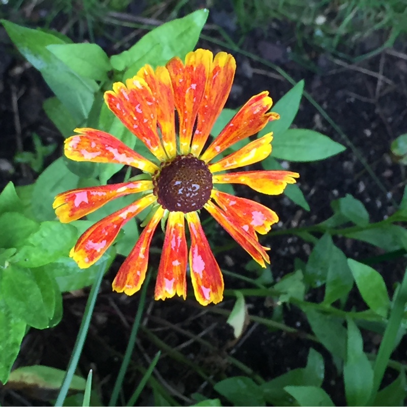 Plant image Helenium 'Moerheim Beauty'