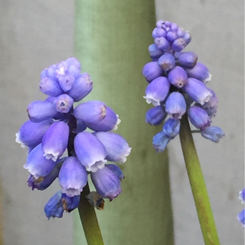 Plant image Pseudomuscari azureum syn. Muscari Azureum