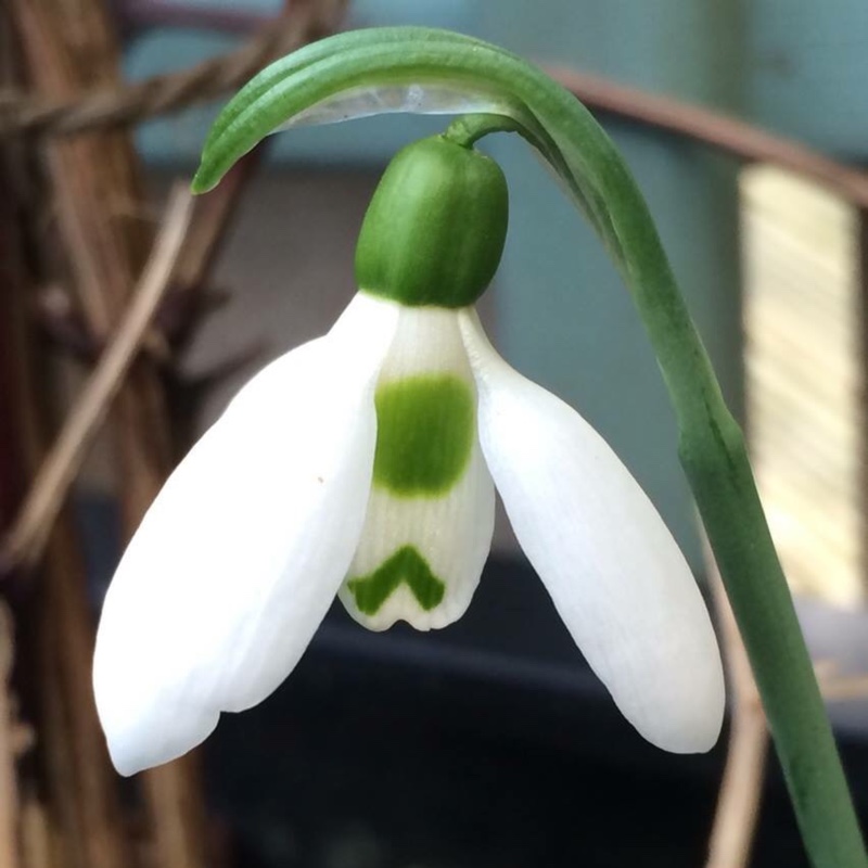 Plant image Galanthus elwesii