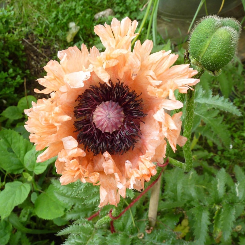 Plant image Papaver orientale 'Place Pigalle'