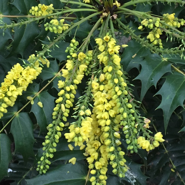 Plant image Mahonia eurybracteata subsp. ganpinensis 'Soft Caress'