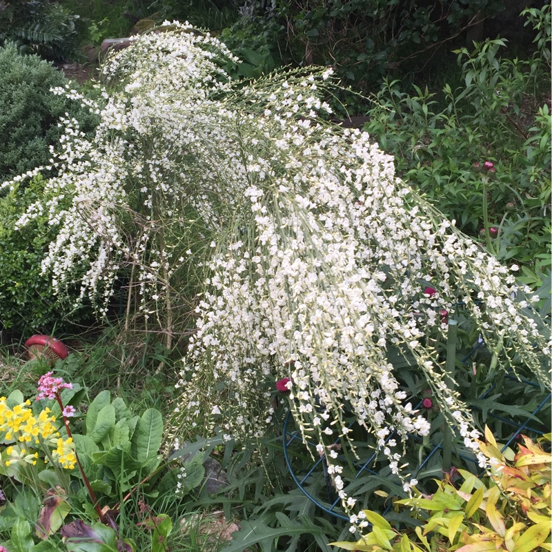 Plant image Cytisus