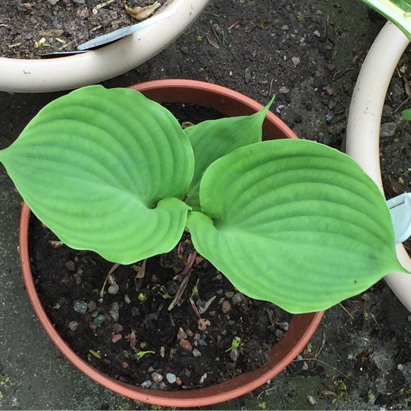 Plant image Hosta 'Titanic'