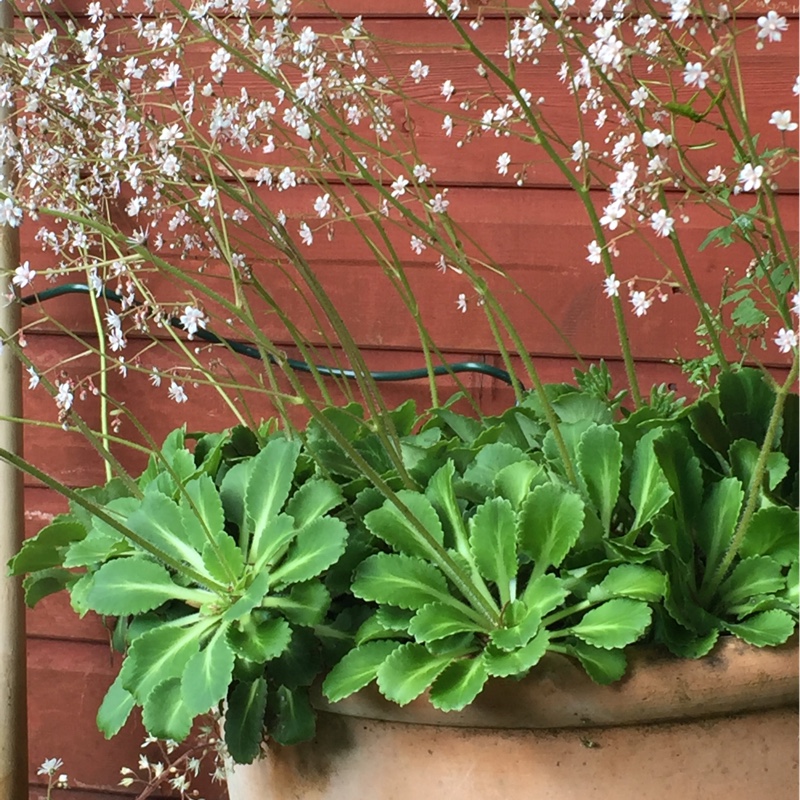 Plant image Saxifraga x urbium