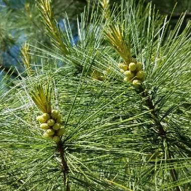 Eastern White Pine