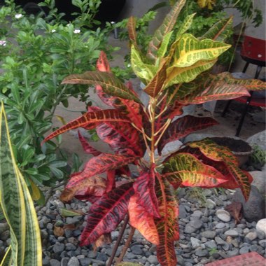 Garden Croton