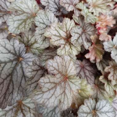 Heuchera 'Milan'