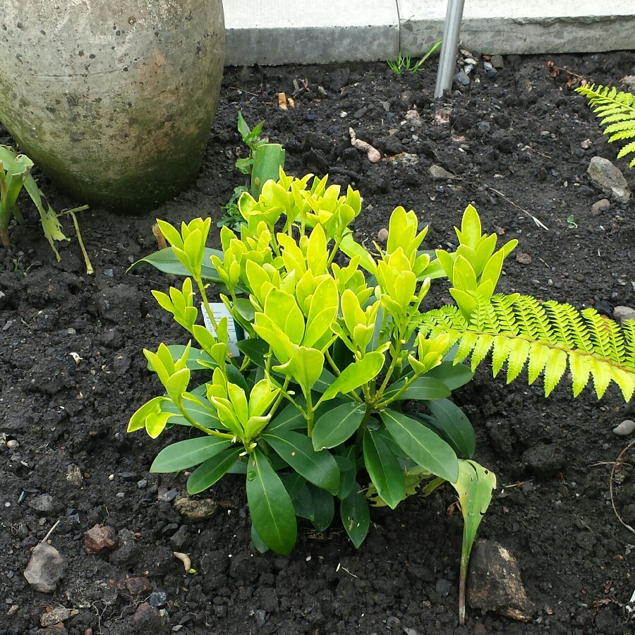 Plant image Skimmia japonica 'Finchy'