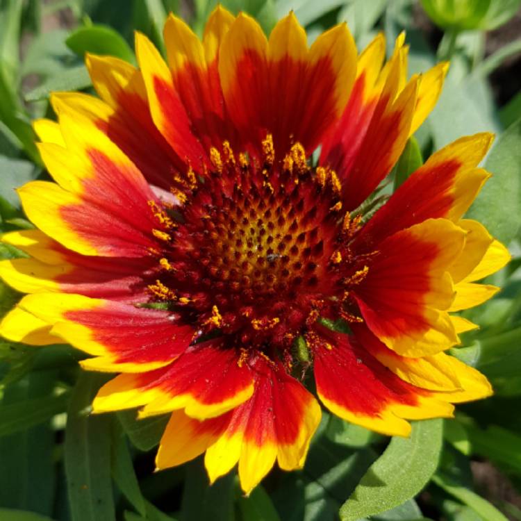 Plant image Gaillardia aristata 'Sunrita'