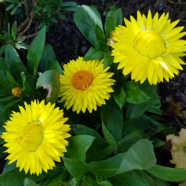 Plant image Helichrysum monstrosum