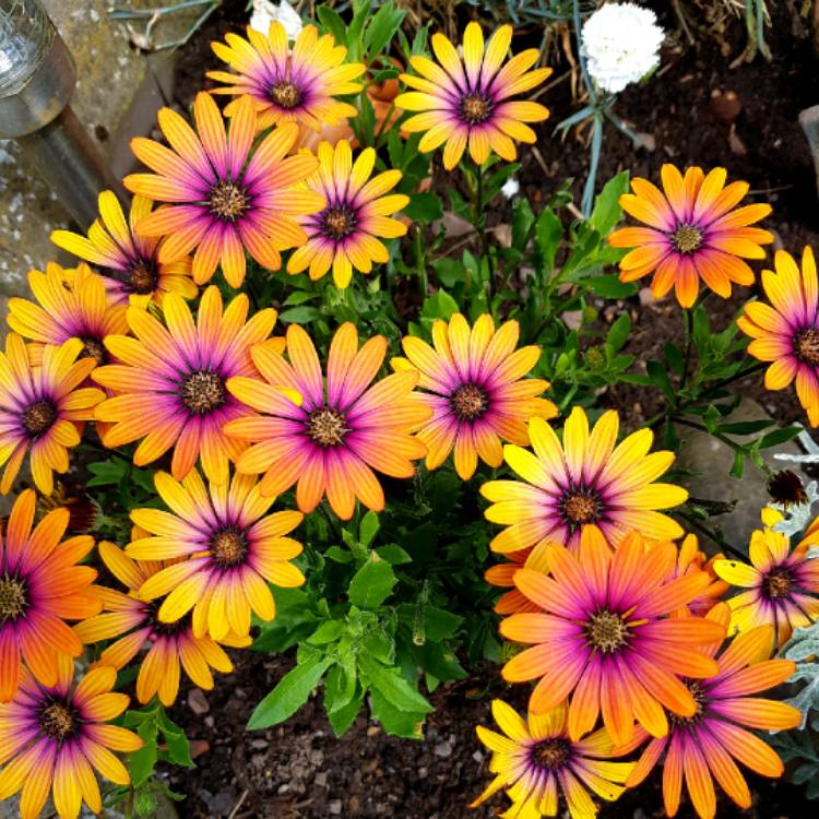 Plant image Osteospermum 'Kleoe19396' syn. Osteospermum 'Purple Sun'