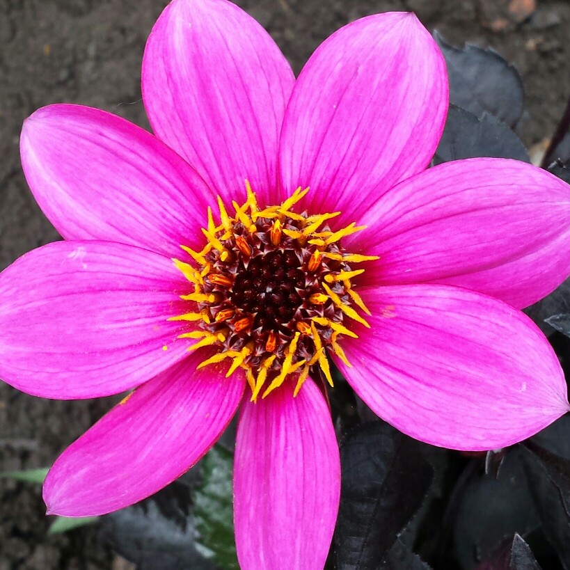 Plant image Dahlia 'Hdpu165' (Happy Days Series) syn. Dahlia 'Happy Days Purple'