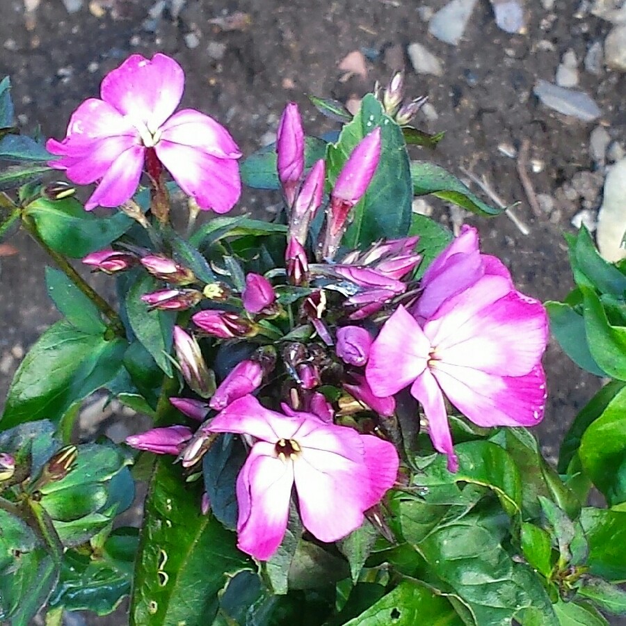 Plant image Phlox paniculata 'Sweet Summer™ Festival'