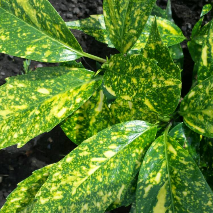 Plant image Aucuba variegata 'Crotonifolia'