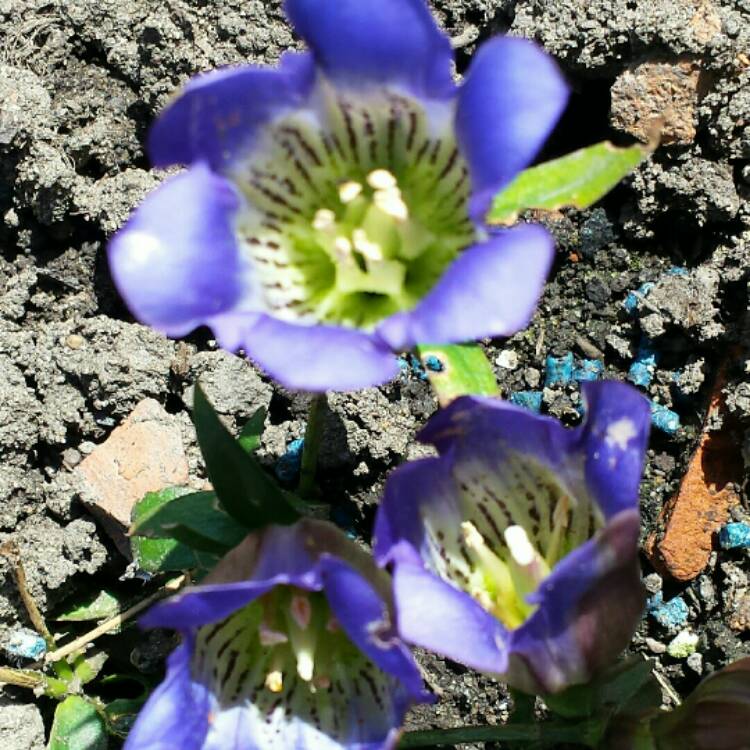 Plant image Gentiana 'Diana'