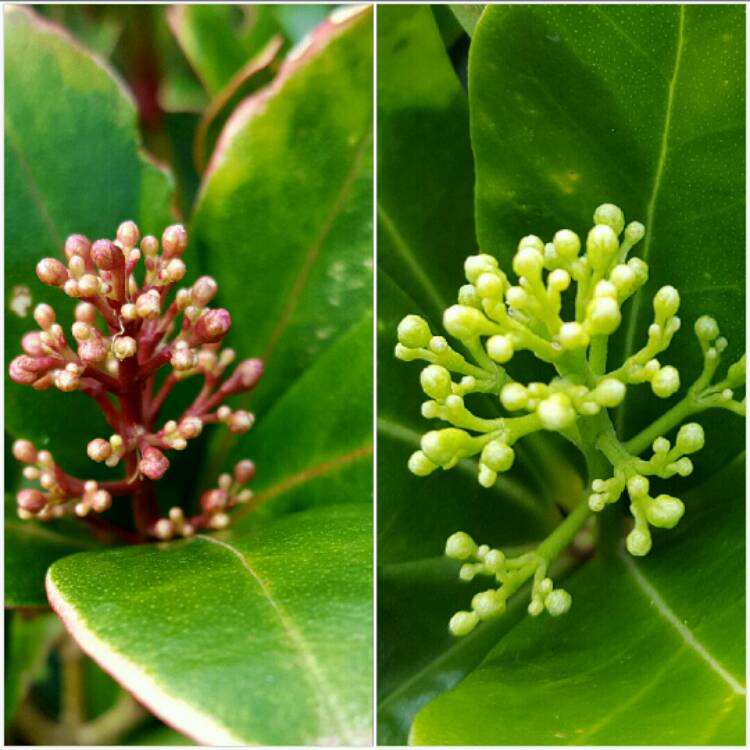 Plant image Skimmia x confusa 'Kew Green'