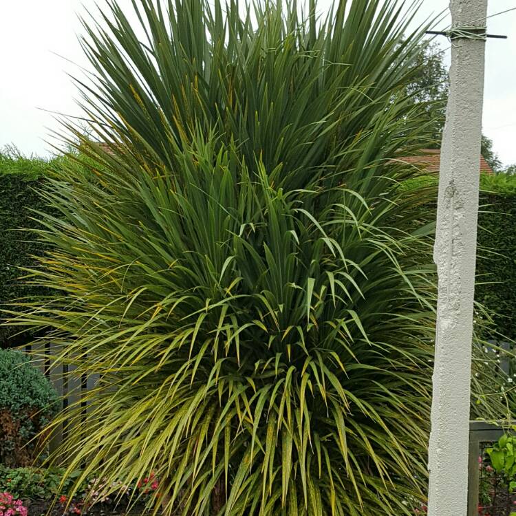 Plant image Cordyline Petiolaris