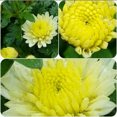 Chrysanthemum