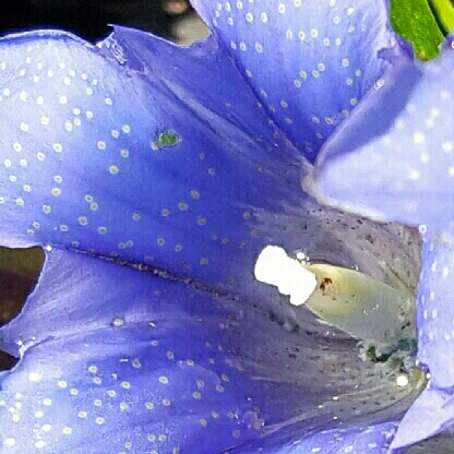 Plant image Gentiana acaulis syn. Gentiana kochiana