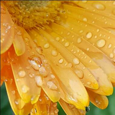 Gerbera 'Garvinea'