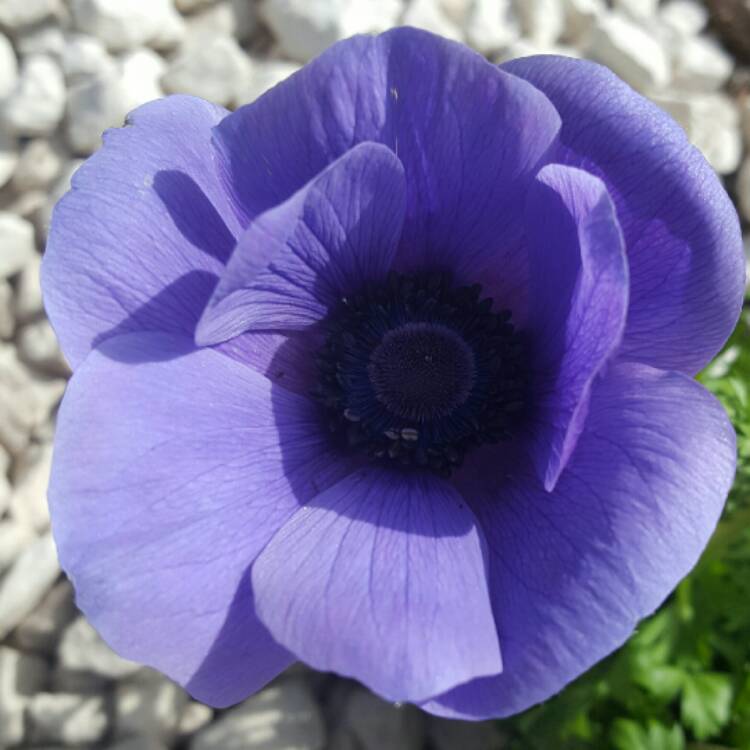 Plant image Anemone coronaria 'Harmony Blue'