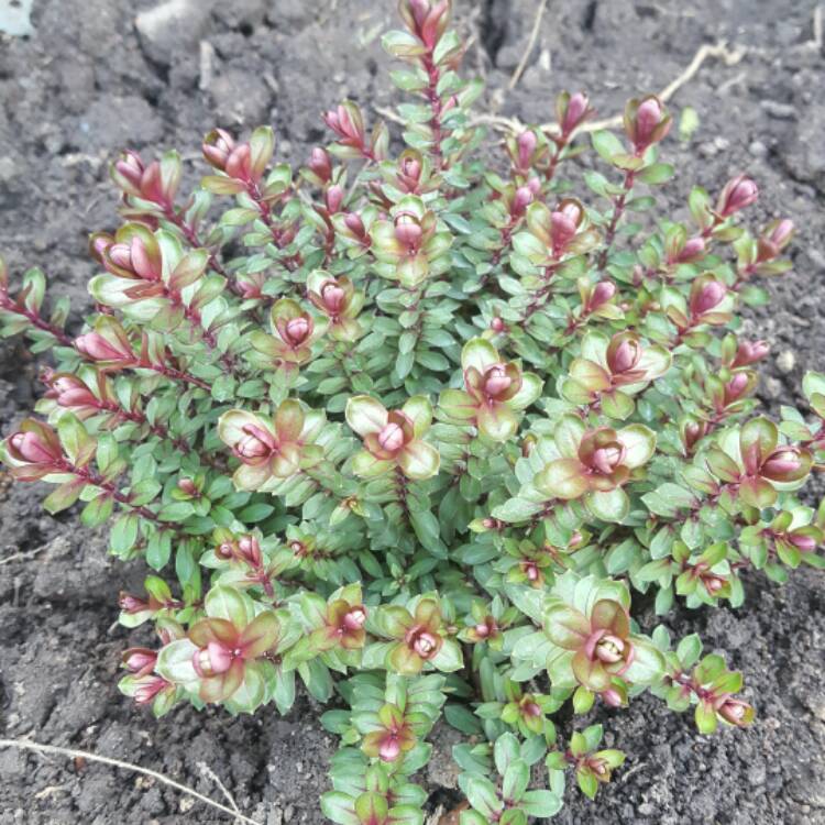 Plant image Hebe 'Burgundy Blush'