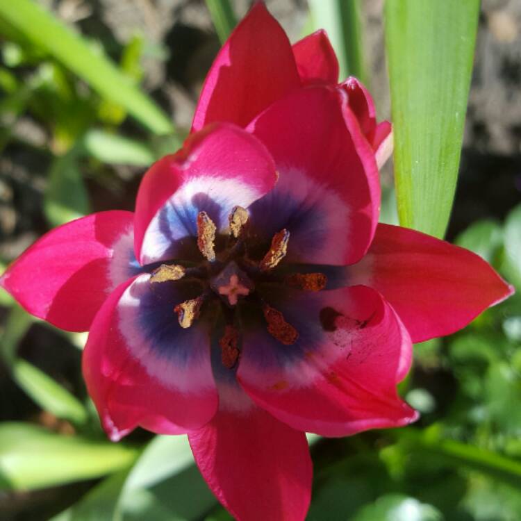 Plant image Tulipa 'Little Beauty' syn. Tulipa humilis 'Little Beauty'