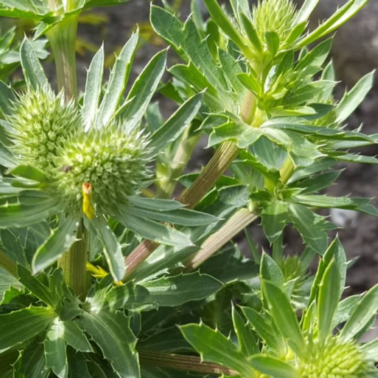 Plant image Eryngium x oliverianum