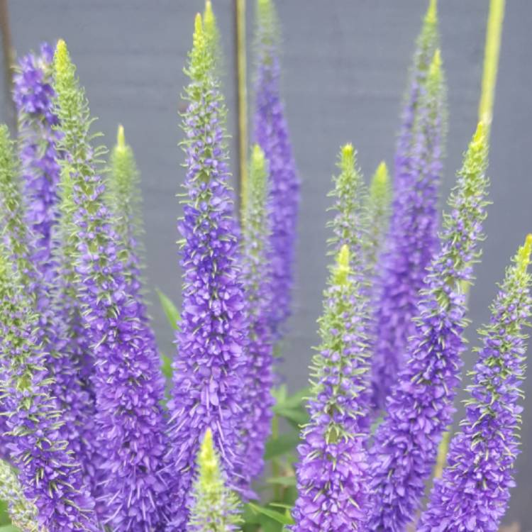 Plant image Veronica spicata 'Ulster Blue Dwarf'