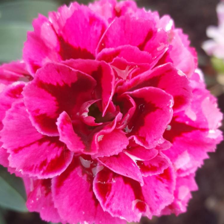 Plant image Dianthus 'Oscar Purple Wings'