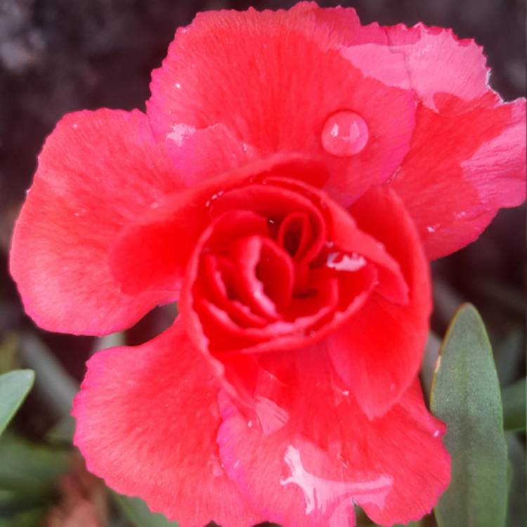 Plant image Dianthus deltoides 'Flashing Lights'