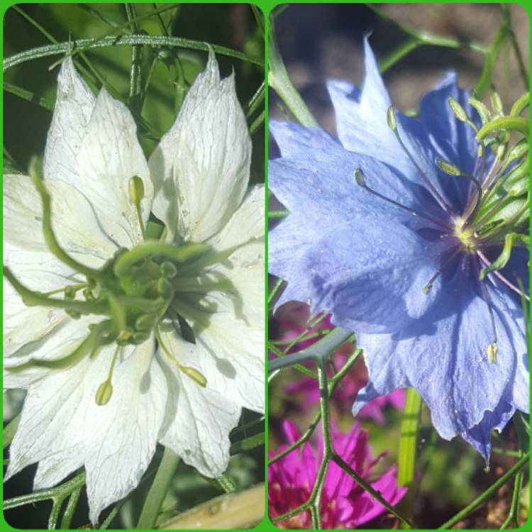 Plant image Nigella damascena 'Persian Jewels'