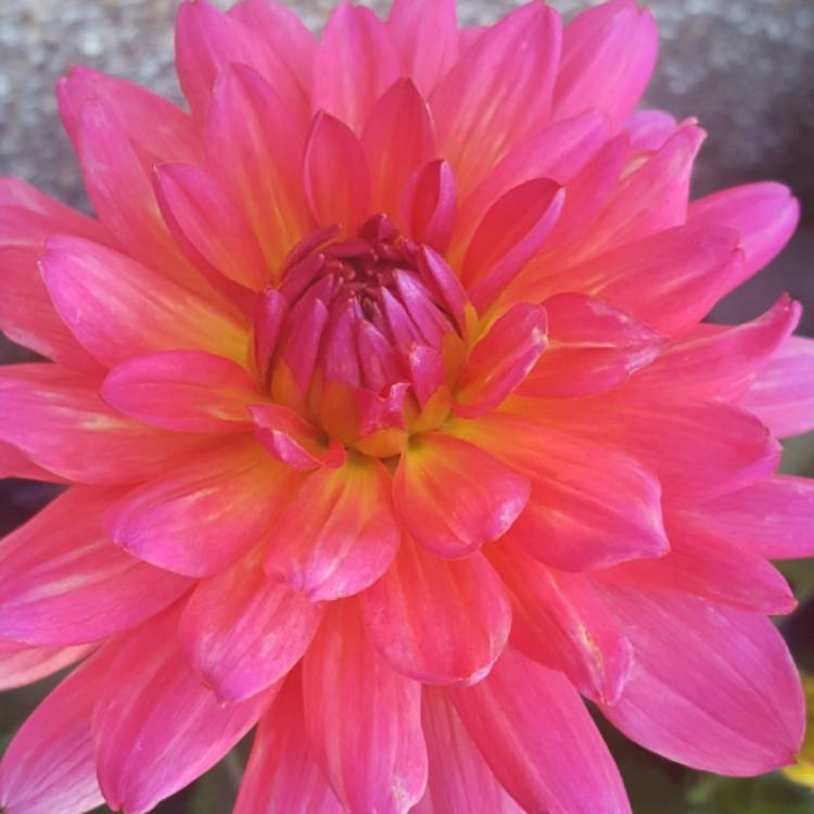 Plant image Dahlia 'Karma Fuchsiana'