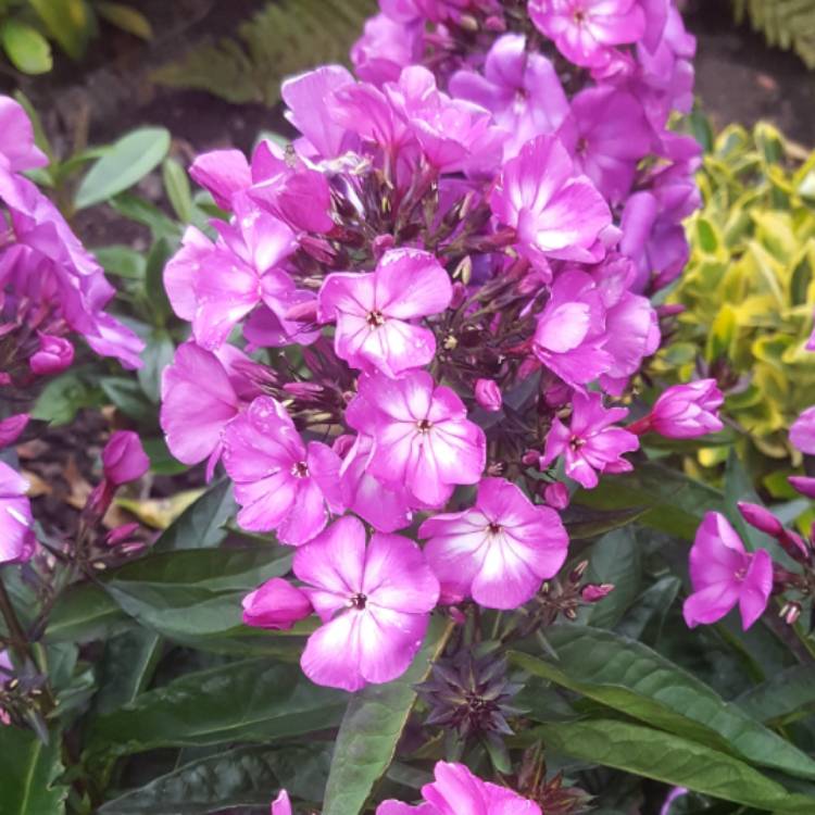 Plant image Phlox paniculata 'Sweet Summer™ Festival'