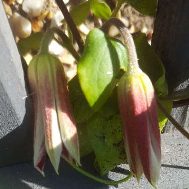 Clematis 'Princess Diana'