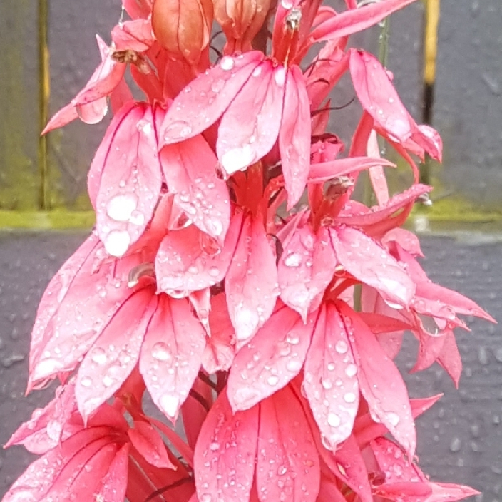 Plant image Lobelia x speciosa 'Fan Salmon'