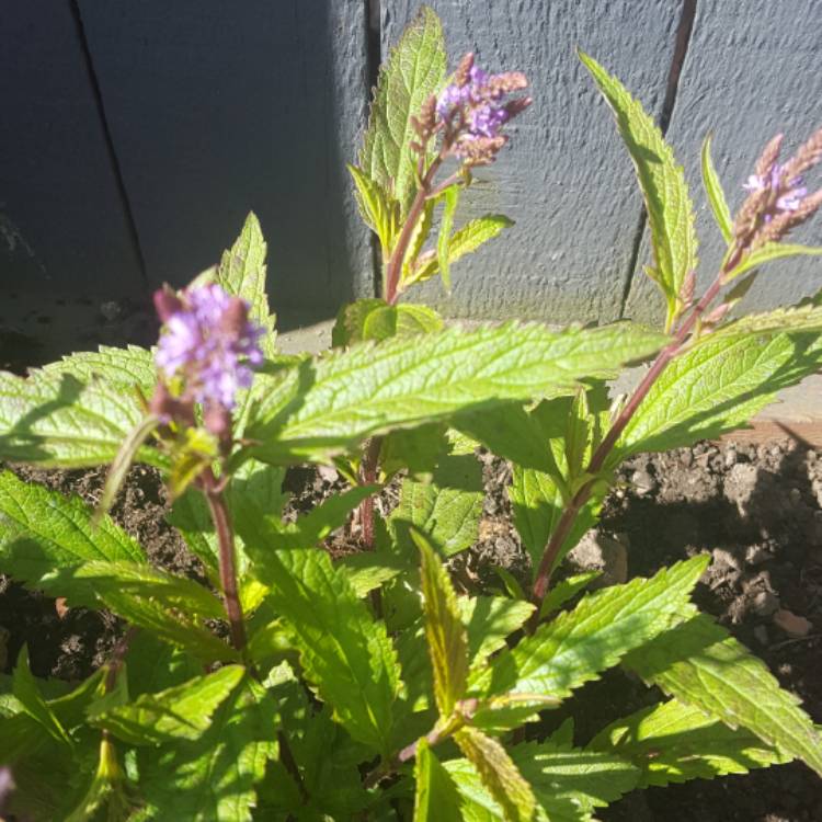 Plant image Verbena hastata 'Blue Spires'