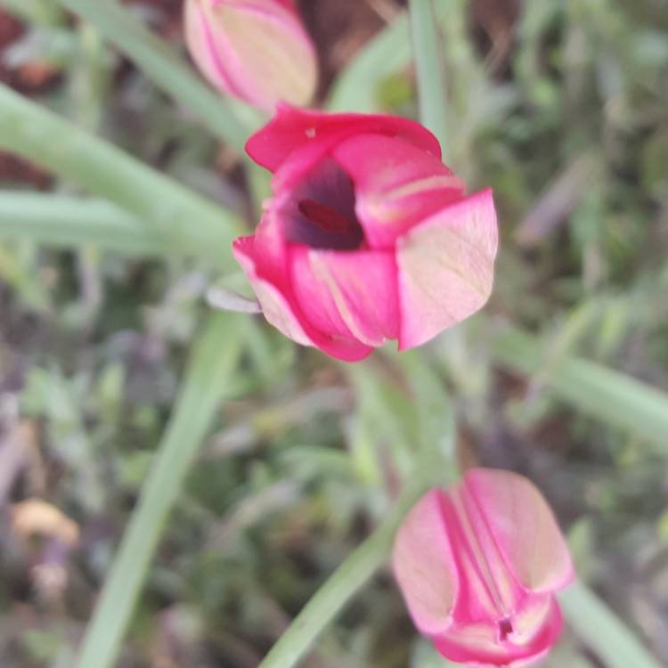 Plant image Tulipa 'Little Beauty' syn. Tulipa humilis 'Little Beauty'