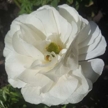 Ranunculus asiaticus