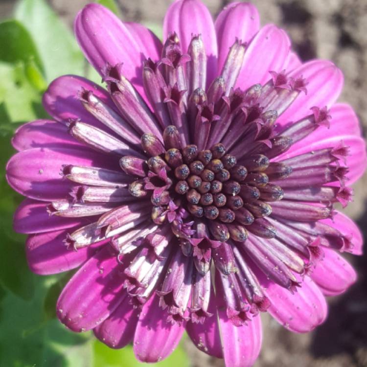 Plant image Osteospermum '3D Double Purple'