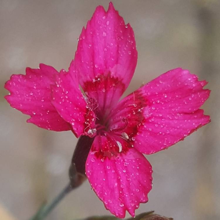 Plant image Dianthus deltoides 'Flashing Lights'