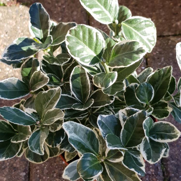 Plant image Euonymus Fortunei 'Emerald Gaiety'