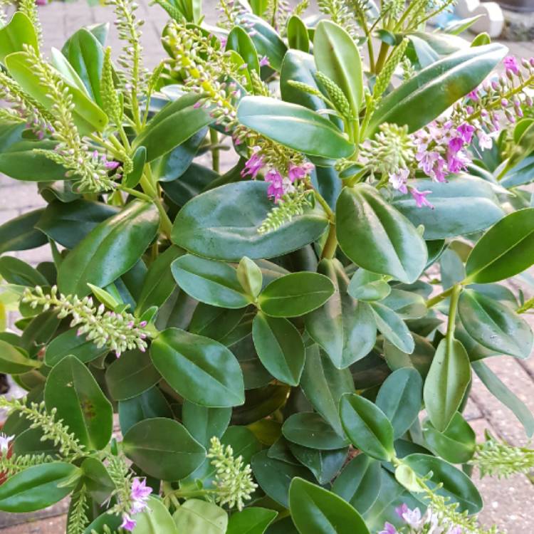 Plant image Hebe 'Emerald Green' syn. Hebe 'Green Globe'