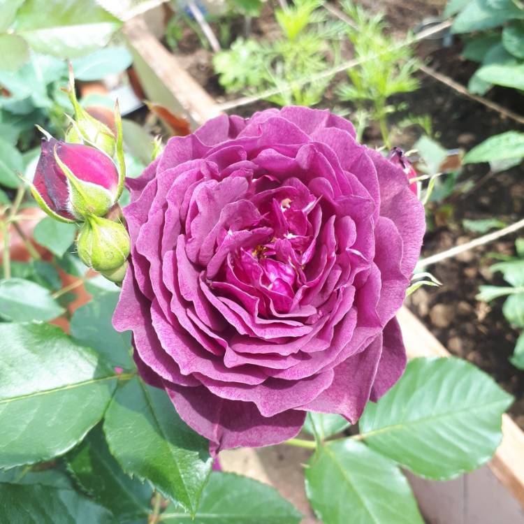 Plant image Rosa 'Ebb Tide'